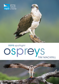 Cover image: RSPB Spotlight Ospreys 1st edition 9781472956033