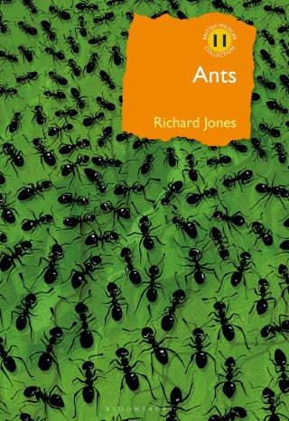 Cover image: Ants 1st edition 9781472964861