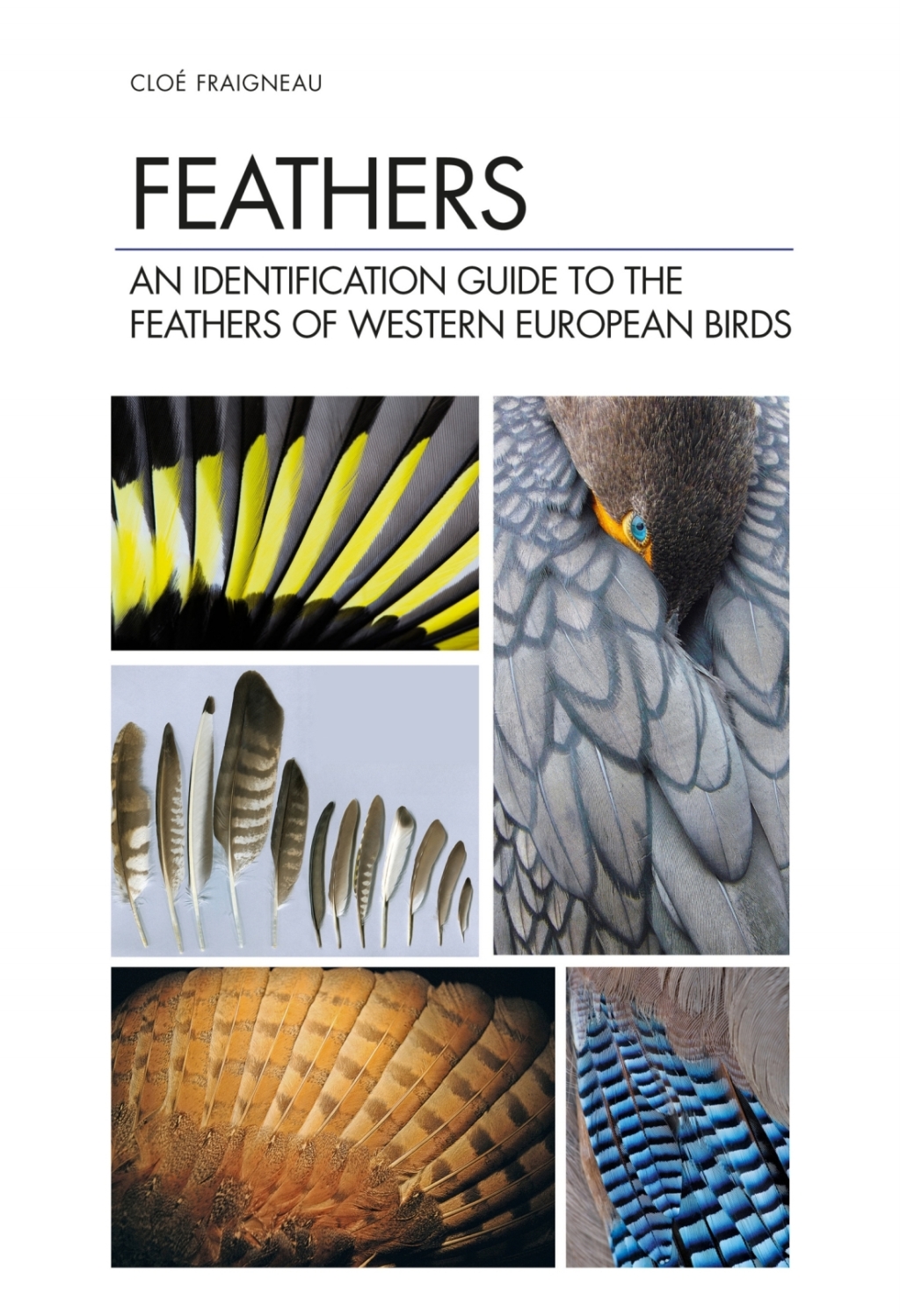 Feathers An Identification Guide to the Feathers of Western European Birds 1st Edition