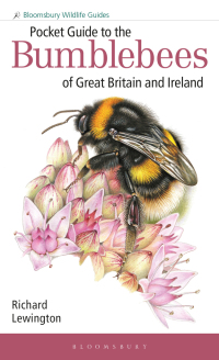 صورة الغلاف: Pocket Guide to the Bumblebees of Great Britain and Ireland 1st edition 9781472993595