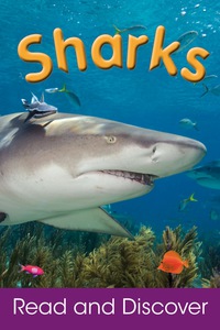 Cover image: Sharks 9781407518305