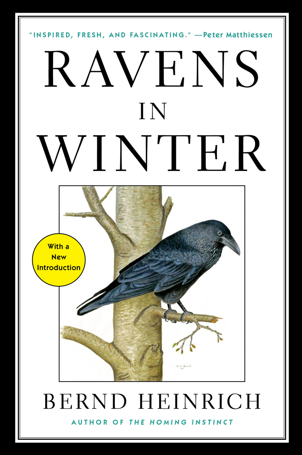Ravens in Winter