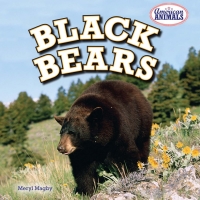 Imagen de portada: Black Bears 9781477707913