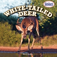 Imagen de portada: White-Tailed Deer 9781477707920