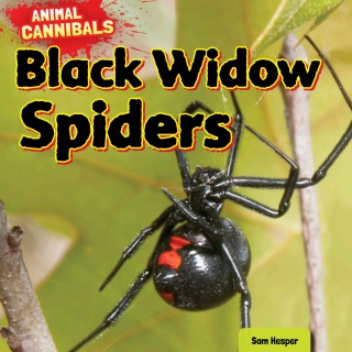 صورة الغلاف: Black Widow Spiders 9781477757451