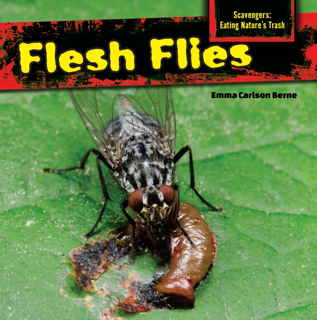 Flesh Flies