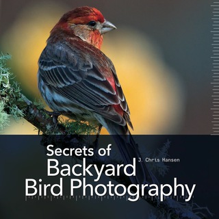 Cover image: Secrets of Backyard Bird Photography 1st edition 9781937538552