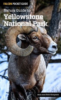 Immagine di copertina: Nature Guide to Yellowstone National Park 9781493009671