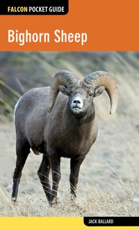 Cover image: Bighorn Sheep 1st edition 9780762784912