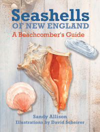 Immagine di copertina: Seashells of New England 1st edition 9781493027897