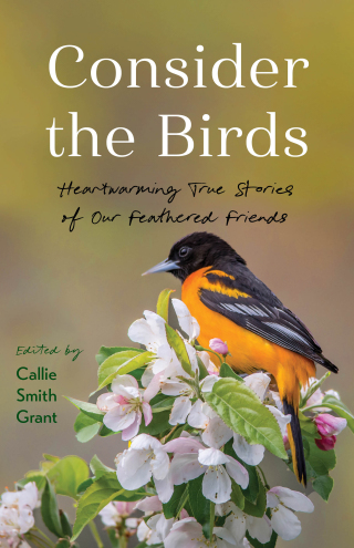 Cover image: Consider the Birds 9780800740955