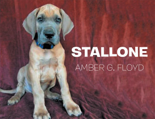 Cover image: Stallone 9781499041262