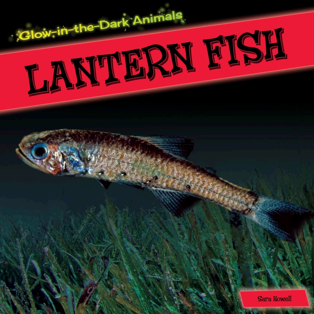 Lantern Fish