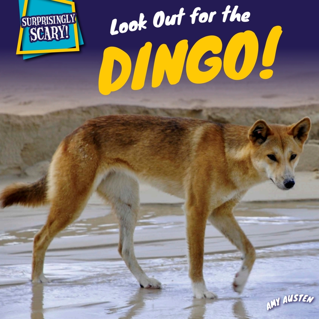 Look Out for the Dingo!