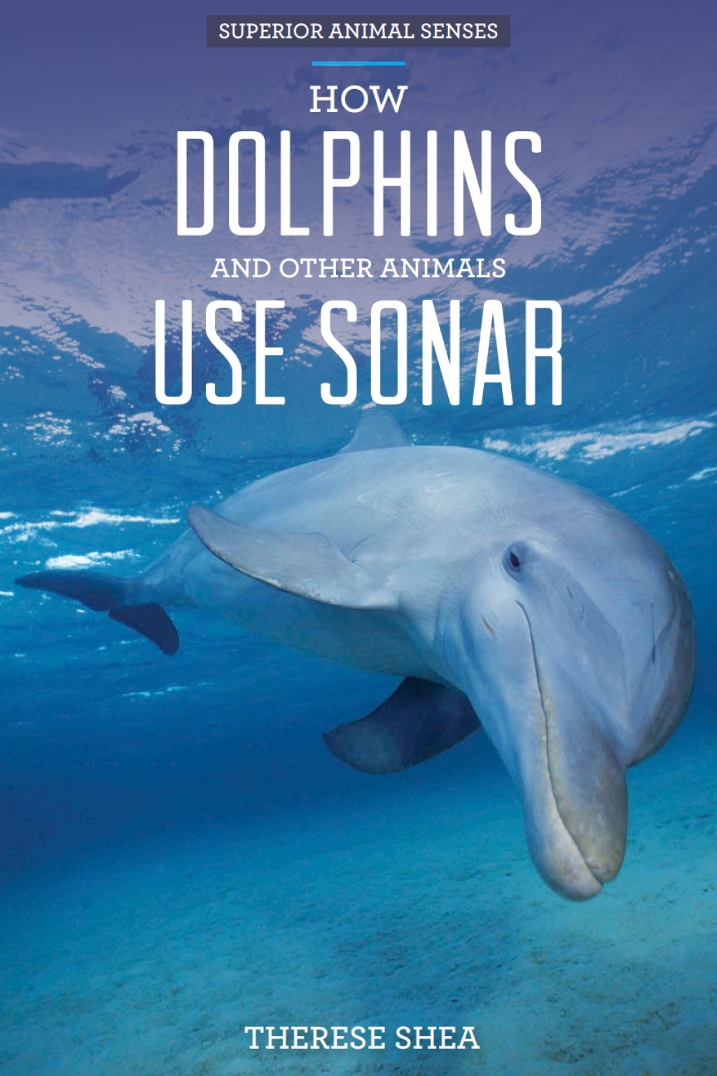 How Dolphins and Other Animals Use Sonar