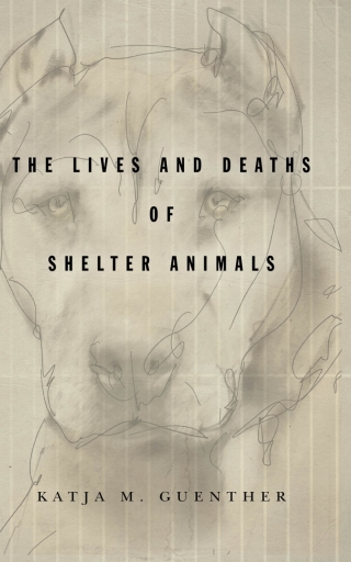 Cover image: The Lives and Deaths of Shelter Animals 1st edition 9781503612037