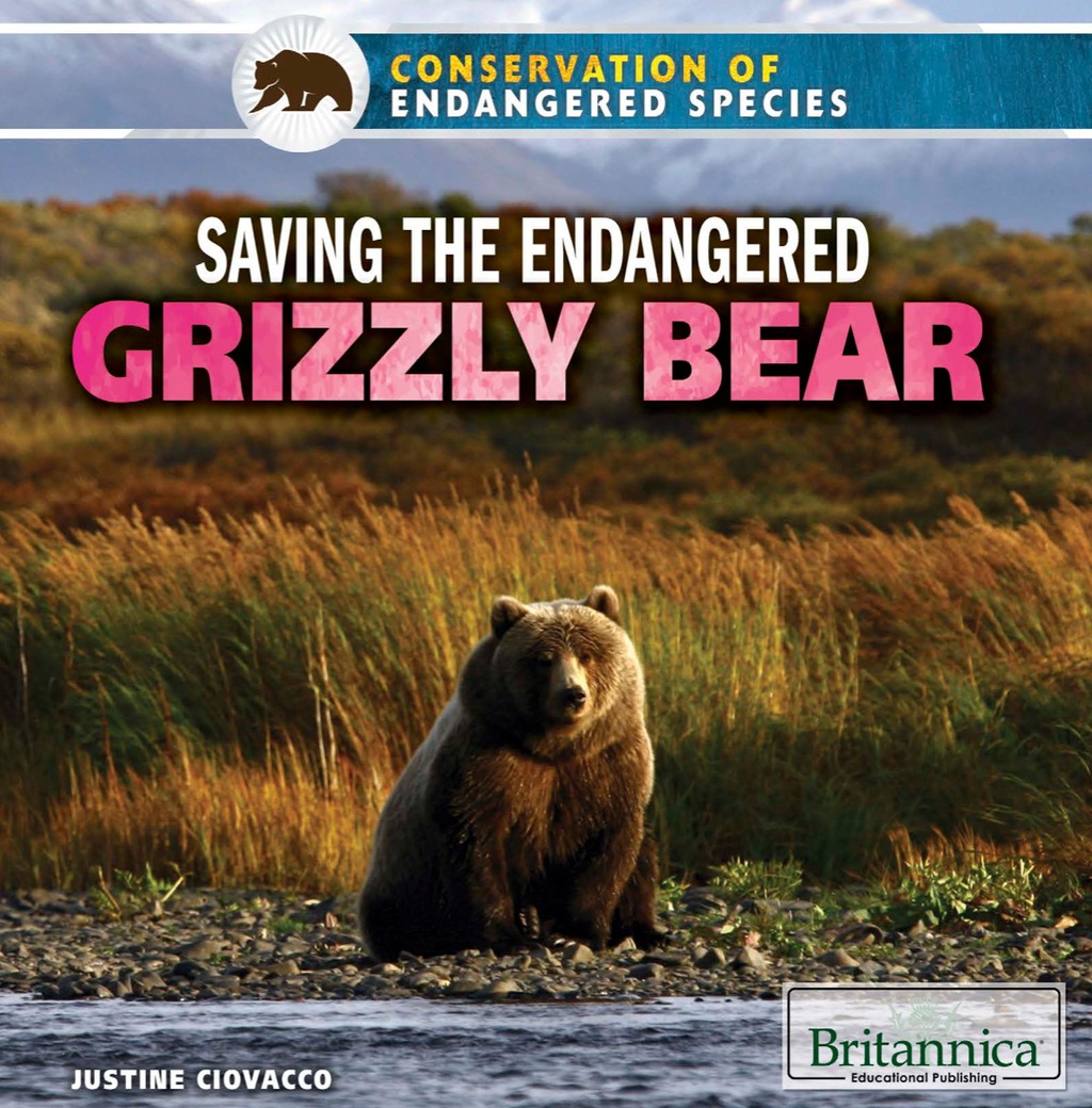 Saving the Endangered Grizzly Bear 1st Edition
