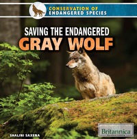 Cover image: Saving the Endangered Gray Wolf 1st edition 9781680482508