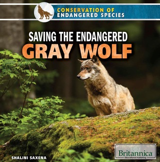 Cover image: Saving the Endangered Gray Wolf 1st edition 9781680482508