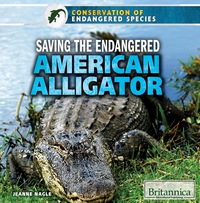 صورة الغلاف: Saving the Endangered American Alligator 1st edition 9781680482522
