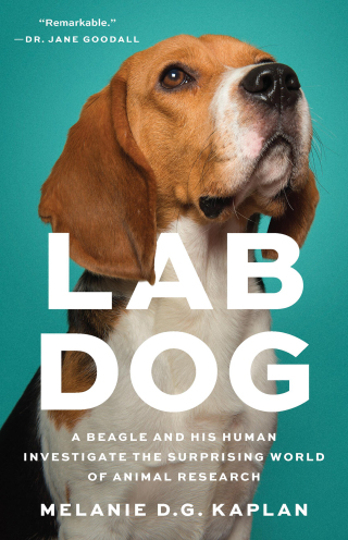 Cover image: Lab Dog 9781541604988