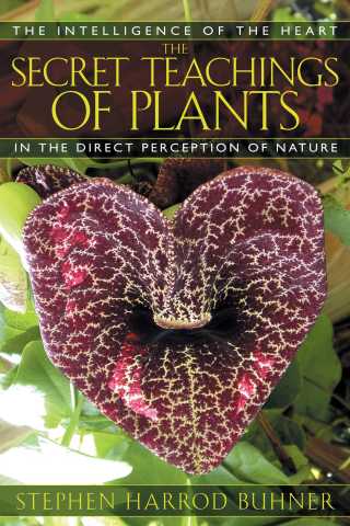 Cover image: The Secret Teachings of Plants 9781591430353