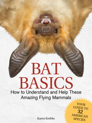 Cover image: Bat Basics 9781591938439