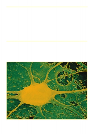 Imagen de portada: Neural Development and Stem Cells 2nd edition 9781588294814