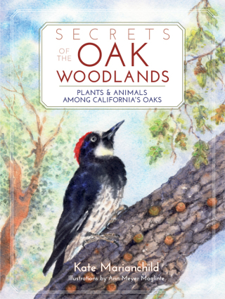 Cover image: Secrets of the Oak Woodlands 9781597142625