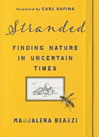 Cover image: Stranded 1st edition 9781597146043
