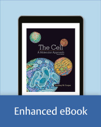 Cover image: The Cell: A Molecular Approach 8th edition 9781605357072
