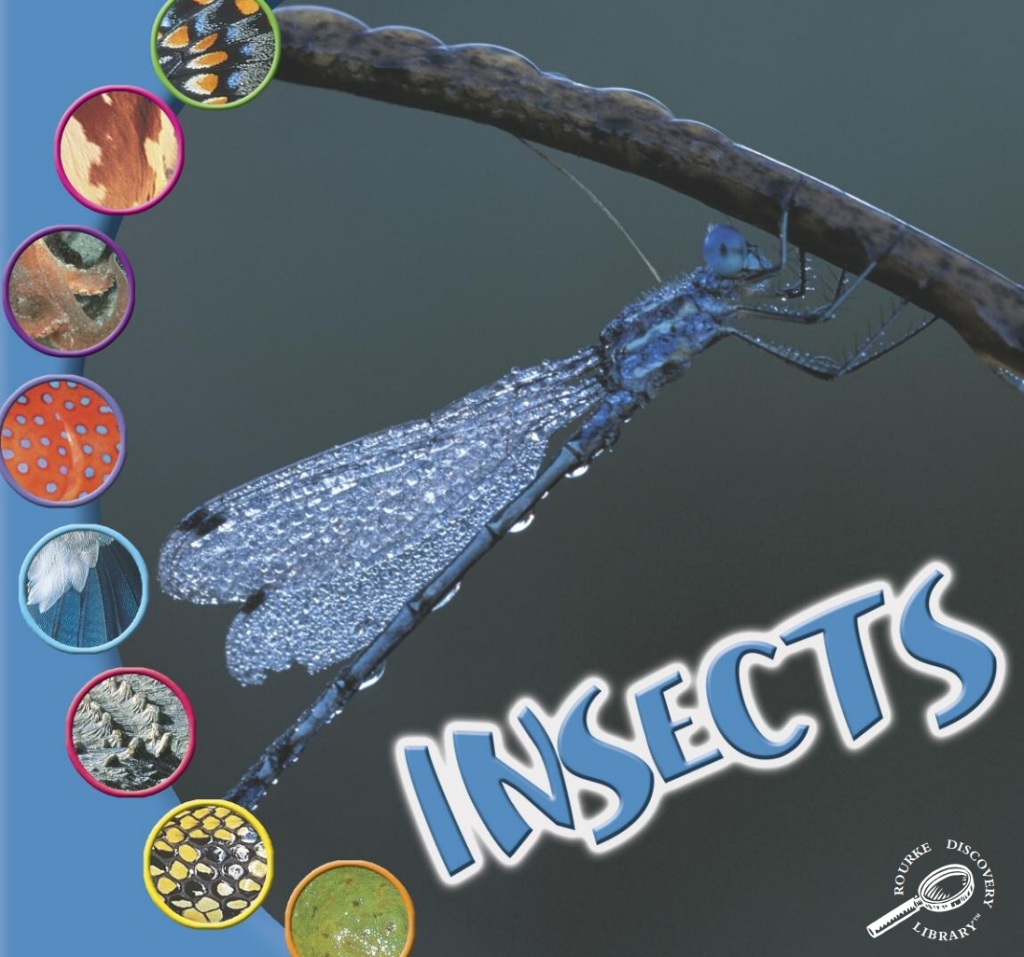 Insectos Insects