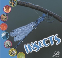Cover image: Insectos 9781595154187