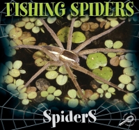 Cover image: Fishing Spiders 9781606940952