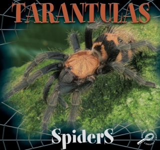 Imagen de portada: Tarantulas 9781606940983