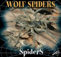 Cover image: Wolf Spiders 9781595154507