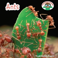 Cover image: Ants 9781608702404