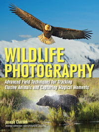 Immagine di copertina: Wildlife Photography 9781608959136