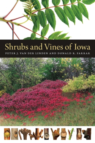 Cover image: Shrubs and Vines of Iowa 9781609383978
