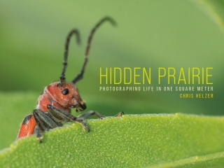 Cover image: Hidden Prairie 9781609386931
