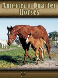 Cover image: American Quarter Horse 9781612362496
