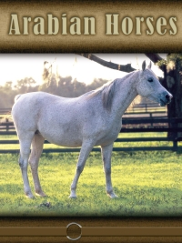 Cover image: Arabian Horses 9781612362526