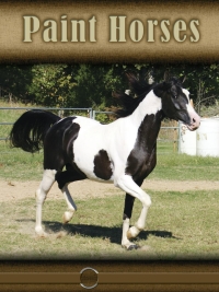 Imagen de portada: Paint Horses 9781612362649