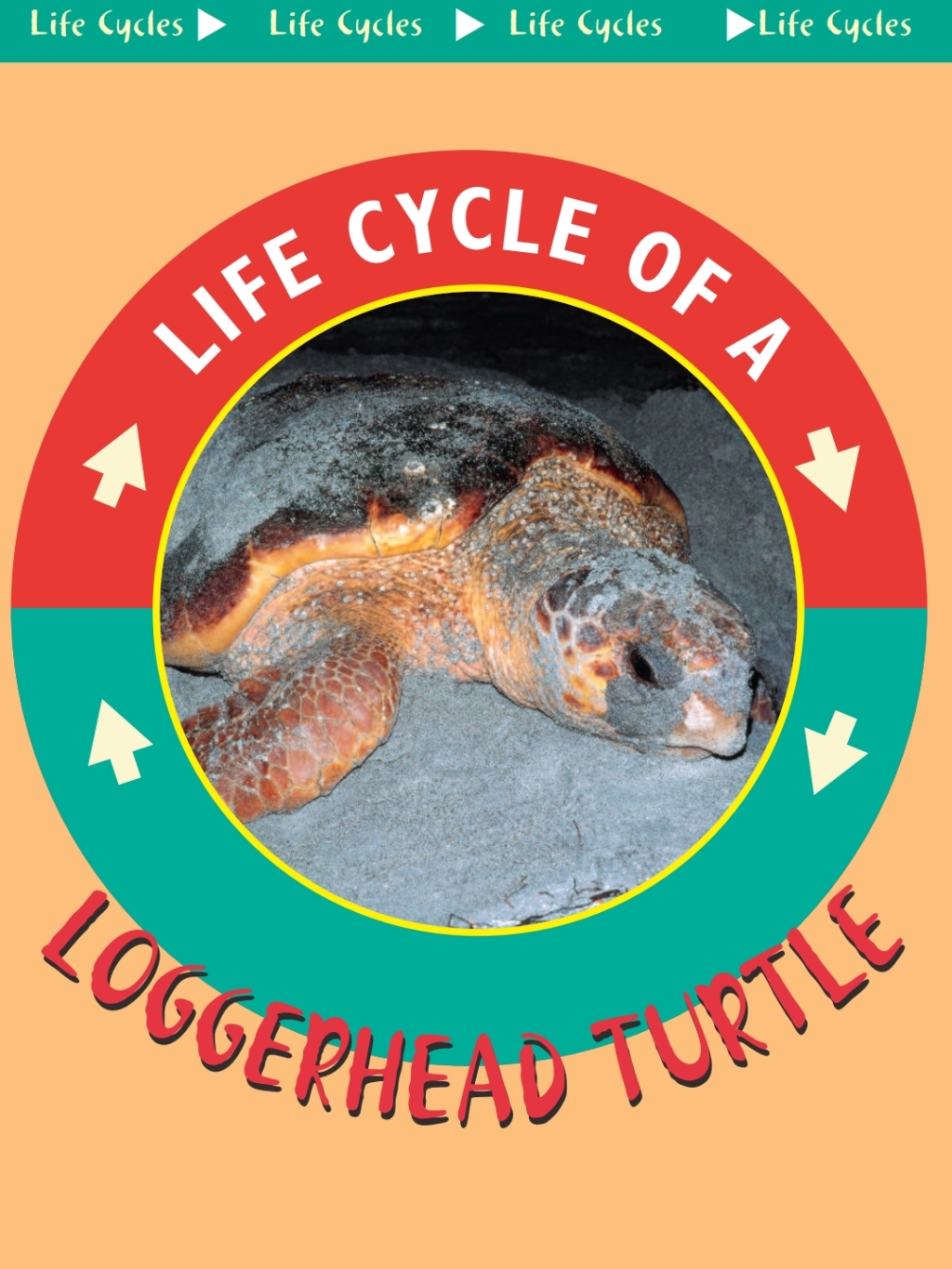 Loggerhead Turtle (eBook)