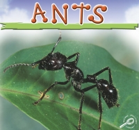 Cover image: Ants 9781595157386