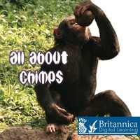 Cover image: All About Chimps 1st edition 9781604724547