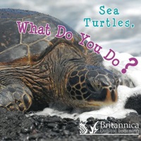 Omslagafbeelding: Sea Turtles, What Do You Do? 1st edition 9781604724288