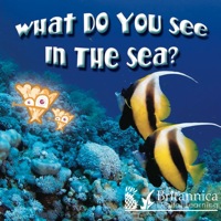 Cover image: What Do You See in the Sea? 1st edition 9781606948484