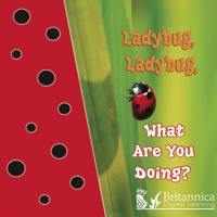 Imagen de portada: Ladybug, Ladybug, What Are You Doing? 1st edition 9781604725377