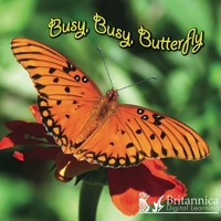Cover image: Busy, Busy, Butterfly 1st edition 9781604725445